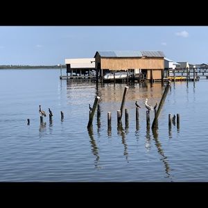 Meet your Posher, Carol